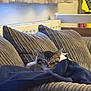 Shadow joined the competition — help win amazing prizes! blanket, cat, comfort, cozy, curtains, cushions, furniture, guitar, home, indoor, kitten, living_room, pet, relaxing, resting, sleeping, sofa, soft_lighting, tabby, texture