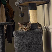 Shadow is registered to the contest to win money with this photo: animal, cat, cat_tree, cozy, feline, fur, gray, home, indoor, kitten, napping, pet, plush, quiet, relaxation, resting, scratching_post, sleeping, soft, toy