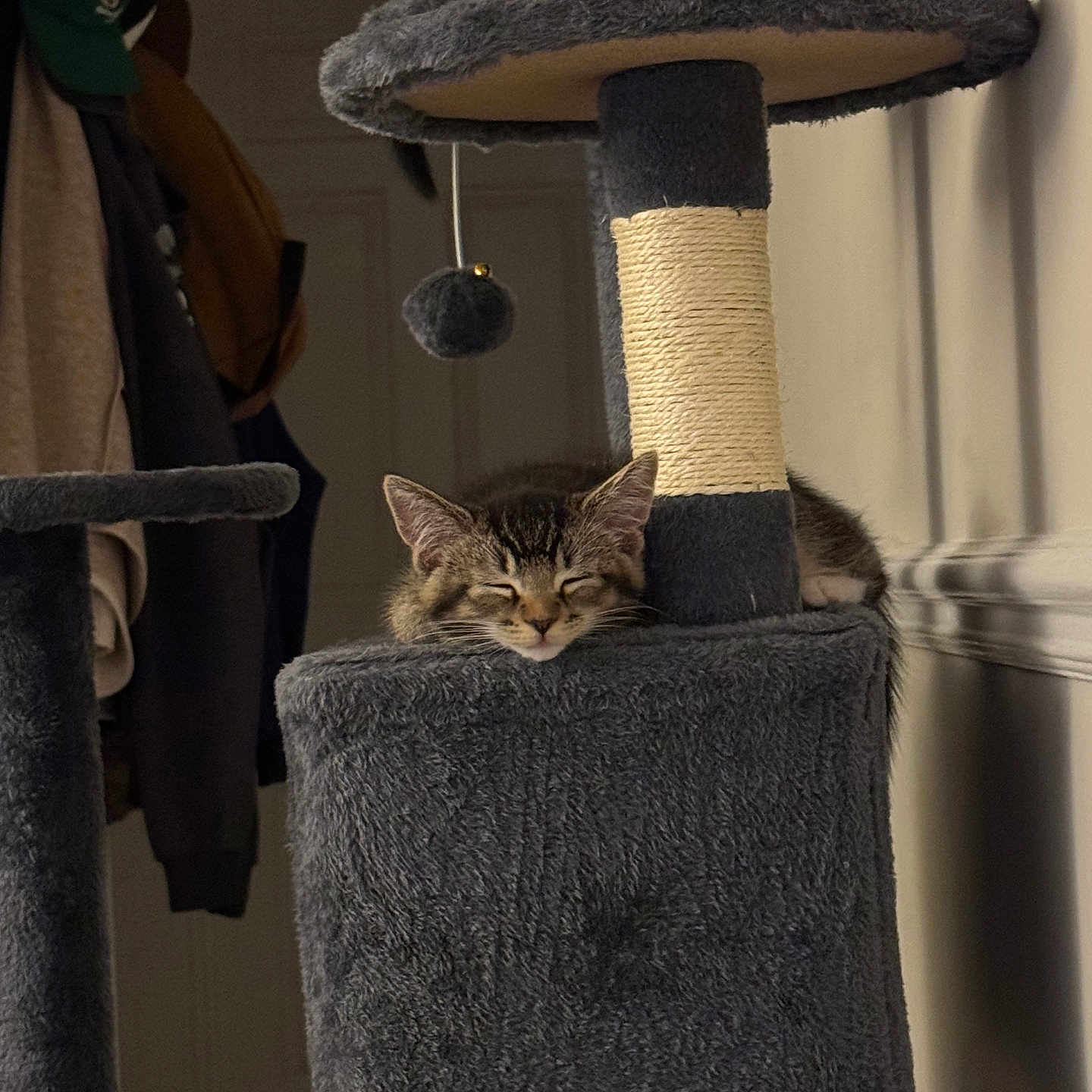 Shadow is registered to the contest to win money with this photo: animal, cat, cat_tree, cozy, feline, fur, gray, home, indoor, kitten, napping, pet, plush, quiet, relaxation, resting, scratching_post, sleeping, soft, toy