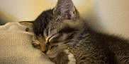 Shadow joined the competition — help win amazing prizes! animal, blanket, cat, comfort, cozy, cute, domestic, fur, furry, indoor, kitten, nap, paw, pet, relaxed, resting, sleeping, soft, warm, young