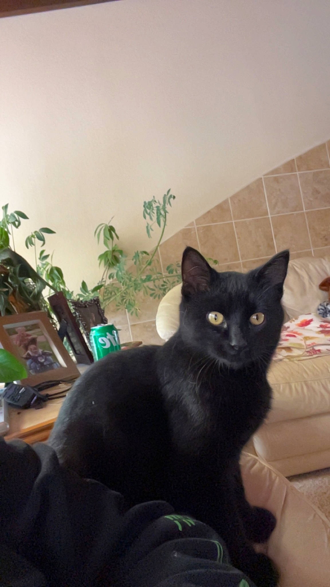 Tobie is registered to the contest to win money with this photo: black_cat, bombay, carnivore, cat, comfort, couch, domestic_short_haired_cat, felidae, fur, grey, houseplant, plant, room, sitting, small_to_medium_sized_cats, snout, tail, terrestrial_animal, whiskers