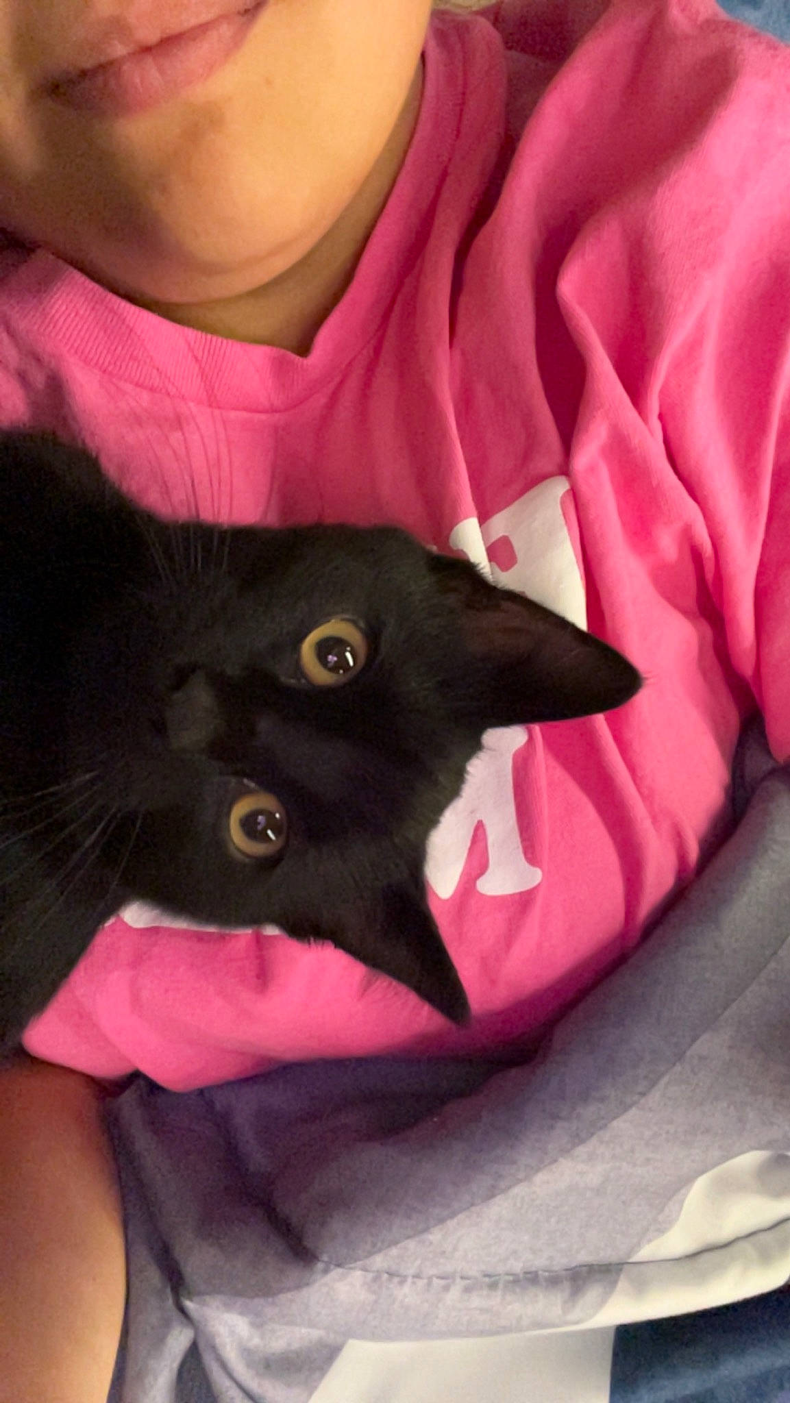 Tobie is registered to the contest to win money with this photo: baby_toddler_clothing, black_cat, carnivore, cat, comfort, domestic_short_haired_cat, felidae, fur, gesture, linens, magenta, mammal, pink, sleeve, small_to_medium_sized_cats, snout, t_shirt, top, whiskers