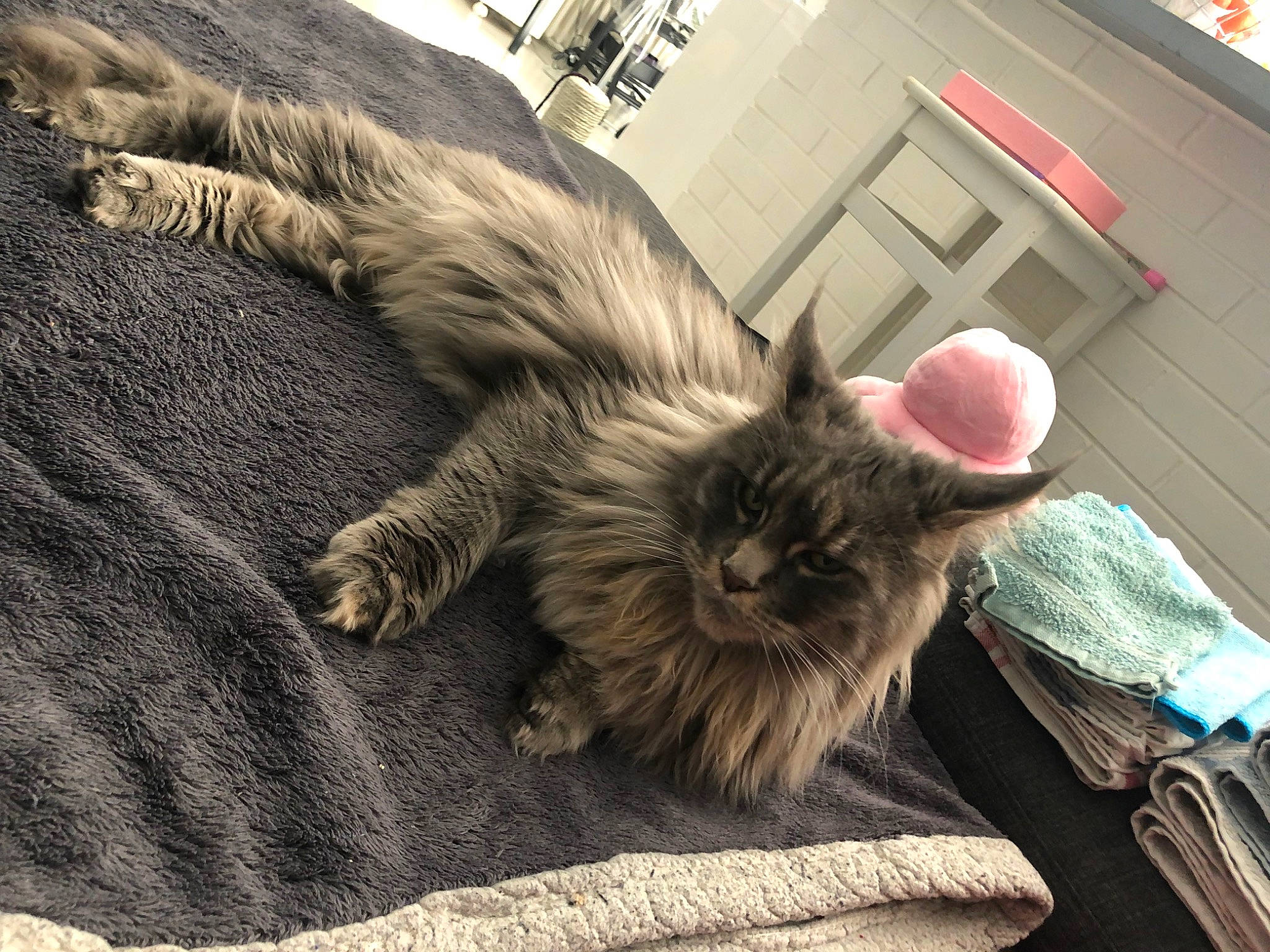 Paloma participe au concours pour gagner de l'argent avec cette photo : bag, baggage, carnivore, cat, claw, comfort, companion_dog, domestic_short_haired_cat, fawn, felidae, flooring, fur, grey, luggage_and_bags, paw, sitting, small_to_medium_sized_cats, snout, tail, whiskers