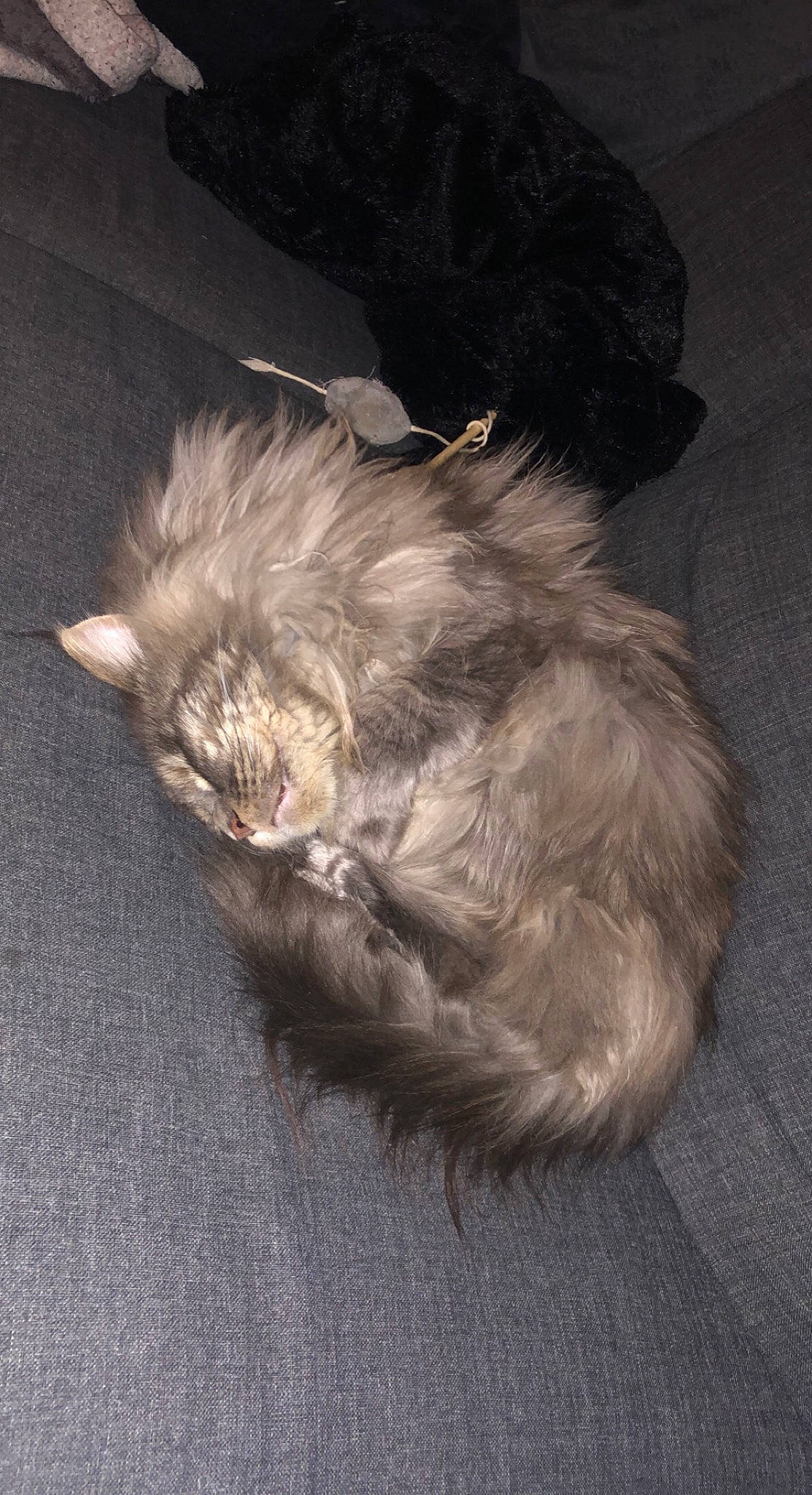 Paloma participe au concours pour gagner de l'argent avec cette photo : canidae, carnivore, cat, comfort, companion_dog, dog, dog_breed, felidae, fur, grey, liver, nap, paw, small_terrier, small_to_medium_sized_cats, sporting_group, tail, terrier, toy_dog, whiskers