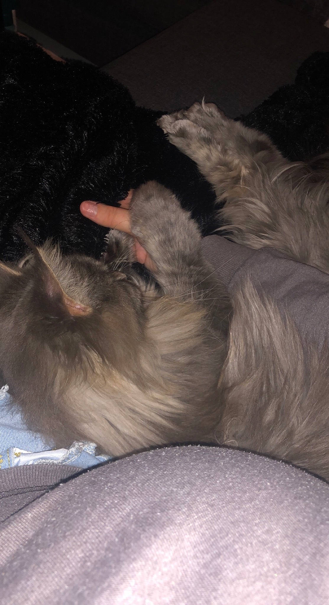 Paloma a rejoint le concours — aidez-le/la à gagner de superbes lots ! canidae, carnivore, comfort, companion_dog, dog, dog_breed, ear, fawn, felidae, fur, grey, liver, nap, paw, puppy, small_to_medium_sized_cats, sporting_group, tail, terrestrial_animal, whiskers