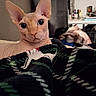 sphynx_cat, cat, hairless_cat, pet, indoor, blanket, patterned_blanket, curious, close_up, feline, large_ears, wrinkled_skin, cozy, domestic_animal, animal_portrait, soft_lighting, background_blur, home, furniture, table