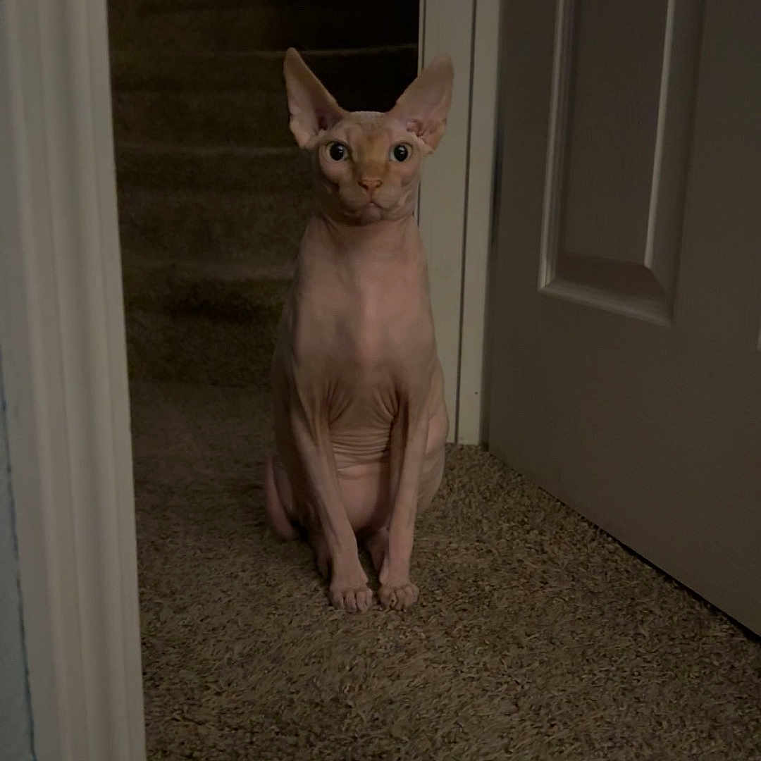Louis Glen Powell joined the competition — help win amazing prizes! sphynx_cat, cat, animal, pet, indoor, carpet, stairs, door, wall, lamp, light, curious, sitting, furless, ears, wrinkles, home, quiet, calm, portrait