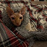 Louis Glen Powell joined the competition — help win amazing prizes! sphynx_cat, cat, pet, blanket, plaid, cozy, fur, indoors, furniture, warm, animal, face, ears, curious, wrapped, resting, comfort, soft, texture, home