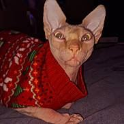 Louis Glen Powell is registered to the contest to win money with this photo: sphynx_cat, hairless_cat, cat, pet, red_sweater, holiday_sweater, festive, animal, indoor, closeup, looking_at_camera, wide_eyes, feline, cozy, dark_background, portrait, domestic_animal, whiskers, ears, cute