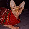 sphynx_cat, hairless_cat, cat, pet, red_sweater, holiday_sweater, festive, animal, indoor, closeup, looking_at_camera, wide_eyes, feline, cozy, dark_background, portrait, domestic_animal, whiskers, ears, cute