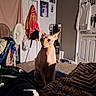 sphynx_cat, cat, indoor, bedroom, blanket, fan, clothing, poster, door, mirror, carpet, hanging_clothes, plastic_bag, furniture, pet, animal, light_and_shadow, curious, alert, cozy