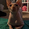 Louis Glen Powell joined the competition — help win amazing prizes! sphynx_cat, hairless_cat, cat, pet, indoor, carpet, blanket, ears, face, animal, sitting, looking, close_up, feline, cute, domestic_cat, floor, toy, shelf, relaxed