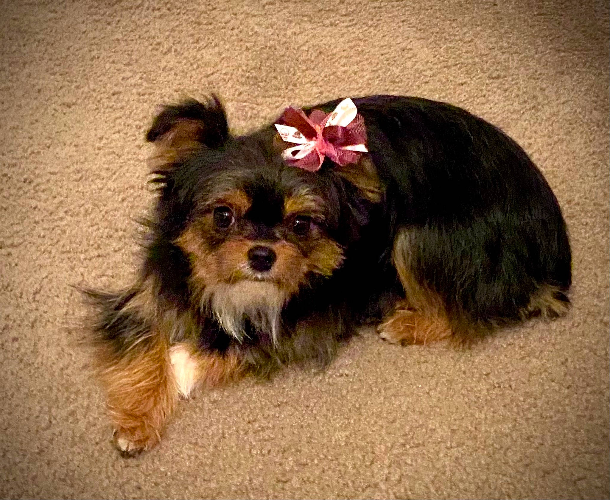 Bougie joined the competition — help win amazing prizes! biewer_terrier, canidae, carnivore, companion_dog, dog, dog_breed, dog_supply, fashion_accessory, fur, liver, maltepoo, paw, small_terrier, snout, sporting_group, terrier, toy_dog, working_animal, yorkipoo, yorkshire_terrier