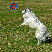 Loup participe au concours pour gagner de l'argent avec cette photo : dog, white_dog, grass, field, flying_disc, play, jumping, outdoor, animal, pet, action, nature, summer, active, catch, fun, canine, fur, daylight, sport