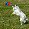 dog, white_dog, grass, field, flying_disc, play, jumping, outdoor, animal, pet, action, nature, summer, active, catch, fun, canine, fur, daylight, sport