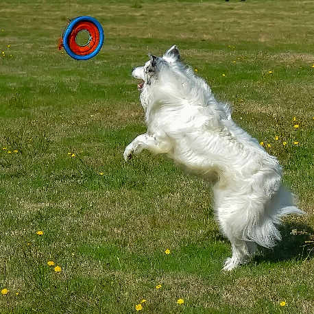 Loup