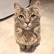 Amour a rejoint le concours — aidez-le/la à gagner de superbes lots ! cat, gray_cat, fluffy, pet, animal, yellow_eyes, sitting, indoor, curious, feline, closeup, floor, tile_floor, whiskers, ears, looking_up, domestic_cat, mammal, cute, companion