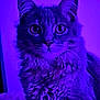 cat, pet, feline, purple_light, curious, fluffy, fur, whiskers, ears, closeup, portrait, indoor, animal, cute, soft, mystical, eyes, face, domestic_cat, mammal