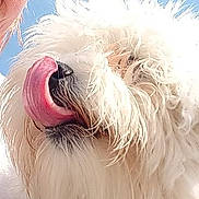 Tam a rejoint le concours — aidez-le/la à gagner de superbes lots ! animal, canine, close_up, cute, daylight, dog, face, fluffy, friendly, fur, mammal, messy, nose, outdoor, pet, playful, portrait, sky, tongue_out, white_dog
