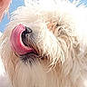 animal, canine, close_up, cute, daylight, dog, face, fluffy, friendly, fur, mammal, messy, nose, outdoor, pet, playful, portrait, sky, tongue_out, white_dog