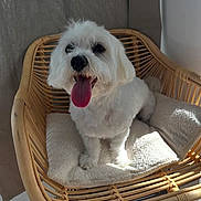 Tam participe au concours pour gagner de l'argent avec cette photo : animal, chair, companion, cozy, cushion, cute, dog, fluffy, fur, happy, home, indoor, natural_light, pet, portrait, sitting, small_dog, tongue_out, white_dog, wicker_chair