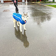 Sacha a rejoint le concours — aidez-le/la à gagner de superbes lots ! dog, husky, blue_coat, leash, person, raincoat, wet_pavement, puddle_reflection, puddle, reflection, tongue_out, outdoor, street, walk, siberian_husky, shed, fire_hydrant, grass, overcast, sidewalk