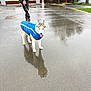 dog, husky, blue_coat, leash, person, raincoat, wet_pavement, puddle_reflection, puddle, reflection, tongue_out, outdoor, street, walk, siberian_husky, shed, fire_hydrant, grass, overcast, sidewalk