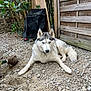 husky, dog, pet, gravel, fence, wooden_fence, toy_duck, collar, tag, outdoors, garden, shrub, stone, resting, lying_down, blue_eyes, fur, muzzle, paws, tail