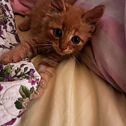 Hobbs joined the competition — help win amazing prizes! animal, bed, cat, closeup, cozy, curious, cute, feline, floral_pattern, fur, indoor, kitten, orange_cat, pet, pillow, sleepy, stretching, striped_pattern, whiskers, young