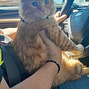 Rue is registered to the contest to win money with this photo: cat, orange_tabby, person, arm, car_interior, steering_wheel, seatbelt, window, blue_sky, daylight, jeans, bracelet, hand, fur, pet, domestic_animal, vehicle, dashboard, casual_clothing, indoor