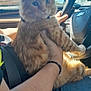 cat, orange_tabby, person, arm, car_interior, steering_wheel, seatbelt, window, blue_sky, daylight, jeans, bracelet, hand, fur, pet, domestic_animal, vehicle, dashboard, casual_clothing, indoor