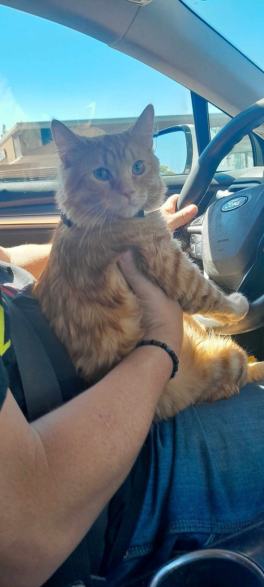 Rue is registered to the contest to win money with this photo: cat, orange_tabby, person, arm, car_interior, steering_wheel, seatbelt, window, blue_sky, daylight, jeans, bracelet, hand, fur, pet, domestic_animal, vehicle, dashboard, casual_clothing, indoor