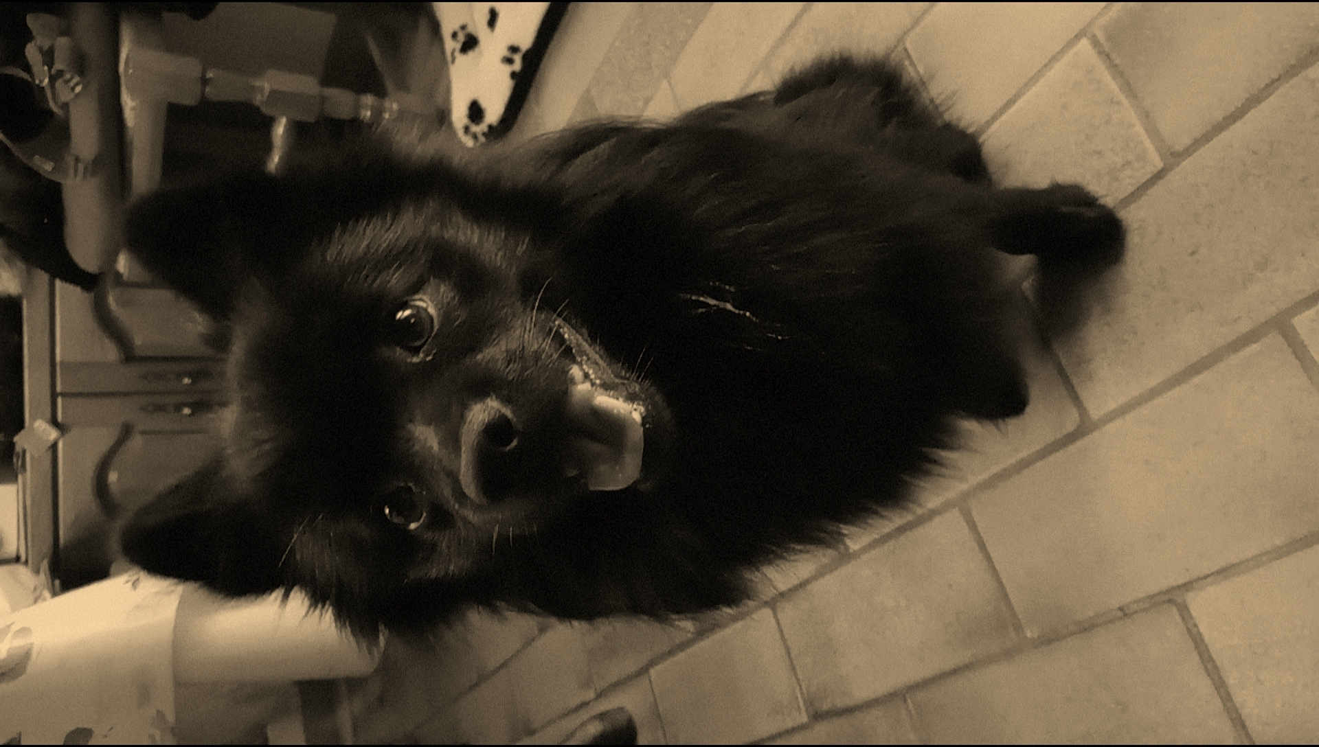 Marley