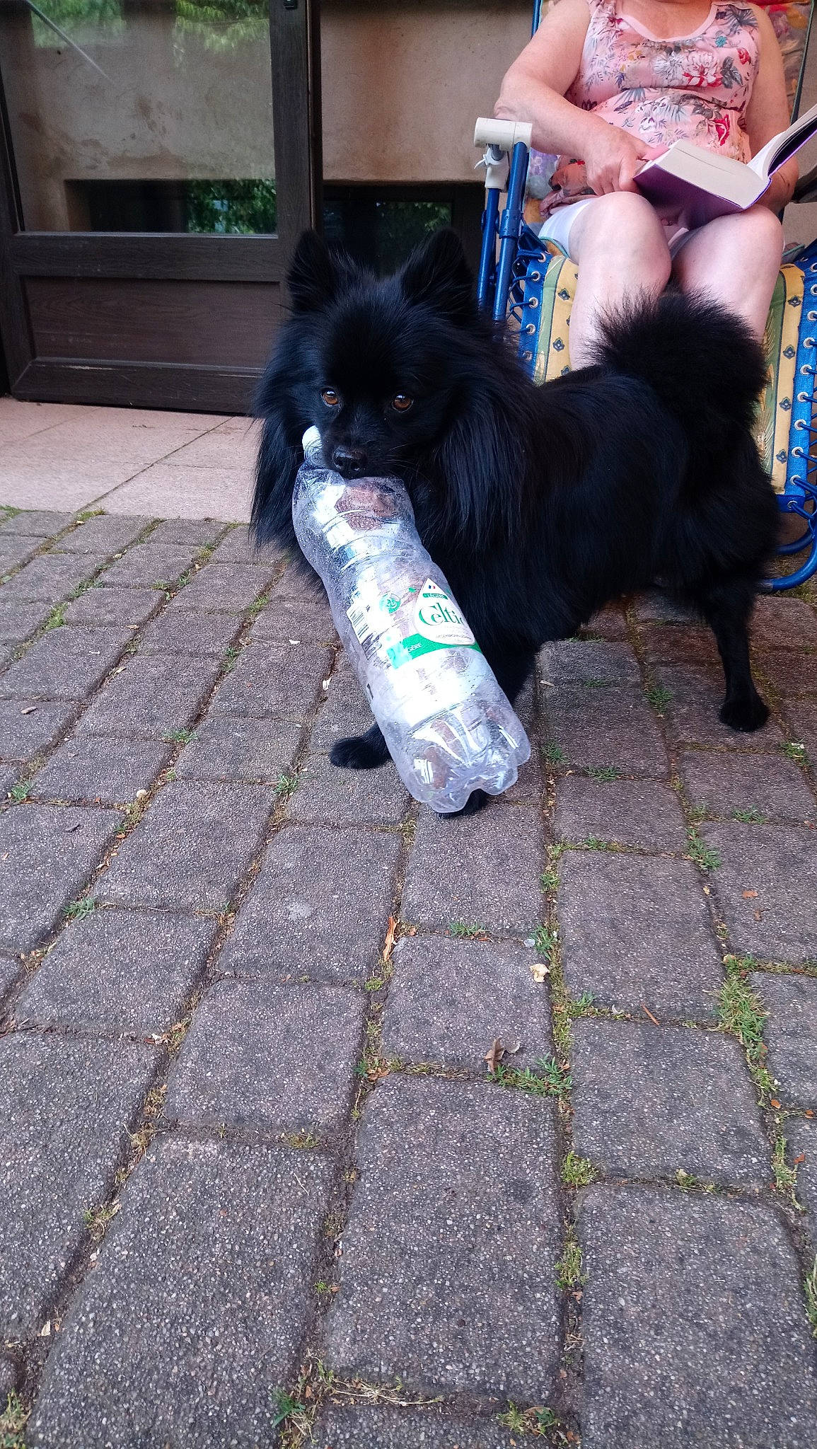 Marley participe au concours pour gagner de l'argent avec cette photo : canidae, carnivore, chinese_imperial_dog, companion_dog, dog, dog_breed, fawn, lhasa_apso, non_sporting_group, pekingese, shih_tzu, sporting_group, tail, toy_dog