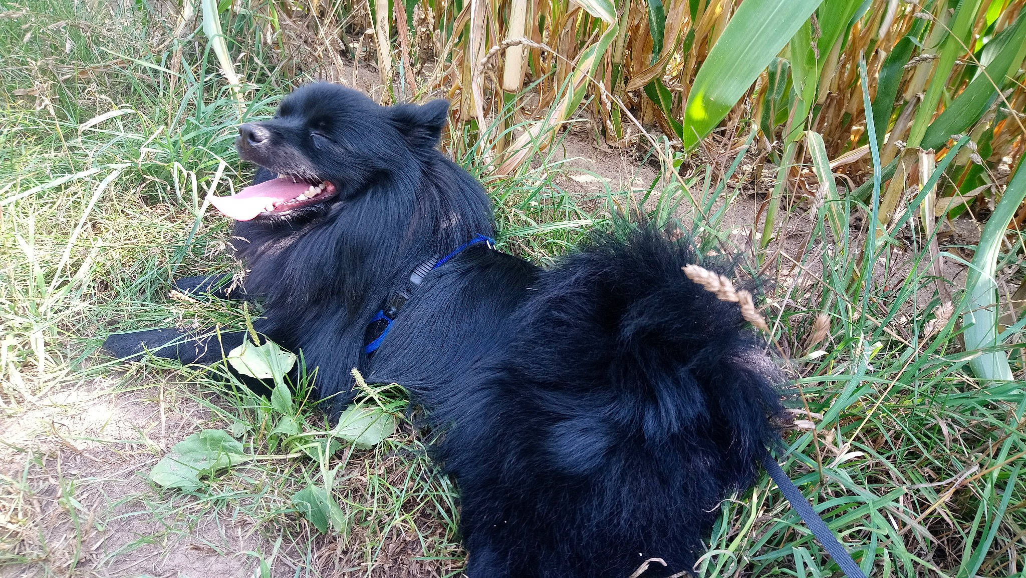 Marley participe au concours pour gagner de l'argent avec cette photo : canidae, carnivore, companion_dog, dog, dog_breed, german_spitz_klein, german_spitz_mittel, grass, non_sporting_group, pomeranian, sporting_group, swedish_lapphund