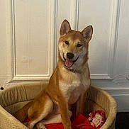 Gatbsy a rejoint le concours — aidez-le/la à gagner de superbes lots ! dog, shiba_inu, pet_bed, red_blanket, toy, indoor, smiling, happy, canine, fur, collar, sitting, home, cozy, animal, cute, domestic_animal, relaxed, portrait, wall