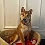 dog, shiba_inu, pet_bed, red_blanket, toy, indoor, smiling, happy, canine, fur, collar, sitting, home, cozy, animal, cute, domestic_animal, relaxed, portrait, wall