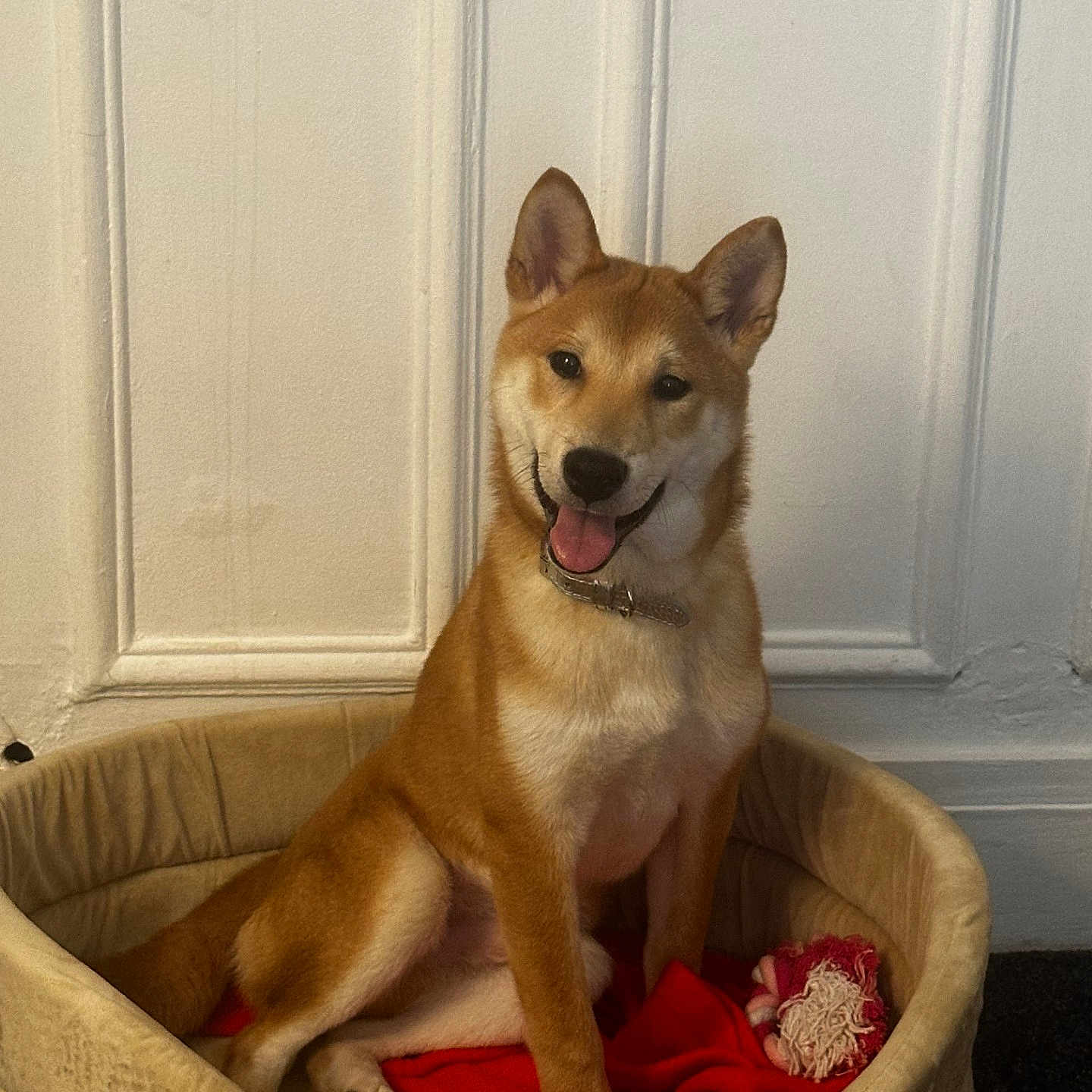Gatbsy a rejoint le concours — aidez-le/la à gagner de superbes lots ! animal, canine, collar, cozy, cute, dog, domestic_animal, fur, happy, home, indoor, pet_bed, portrait, red_blanket, relaxed, shiba_inu, sitting, smiling, toy, wall