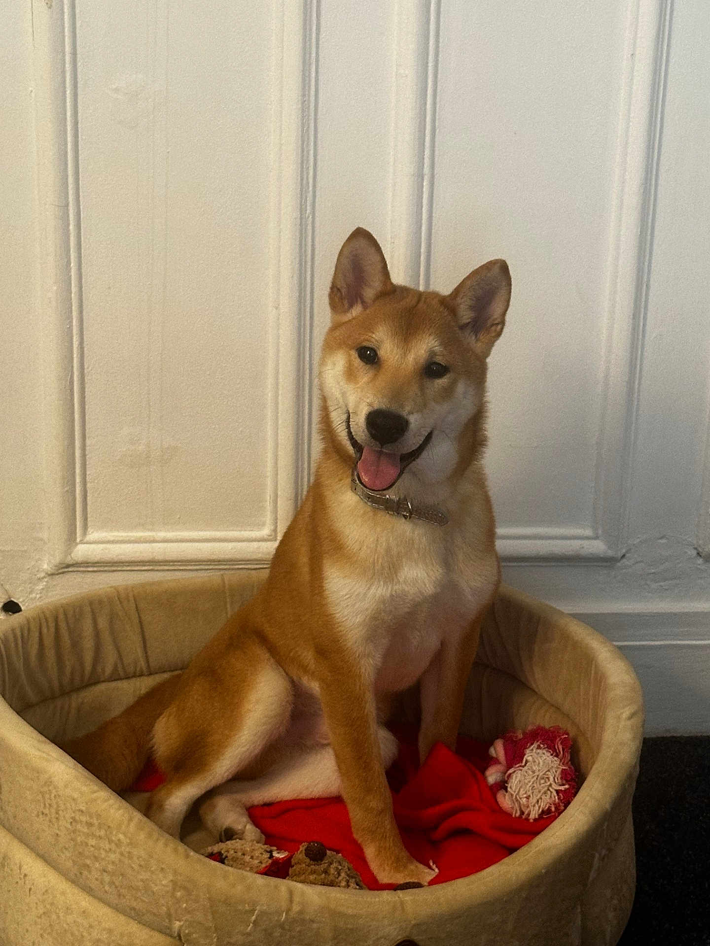 Gatbsy a rejoint le concours — aidez-le/la à gagner de superbes lots ! dog, shiba_inu, pet_bed, red_blanket, toy, indoor, smiling, happy, canine, fur, collar, sitting, home, cozy, animal, cute, domestic_animal, relaxed, portrait, wall