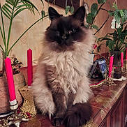 Toumaï a rejoint le concours — aidez-le/la à gagner de superbes lots ! cat, fluffy, indoor, candles, plants, wooden_surface, decorations, furniture, pet, animal, domestic, cozy, beige_wall, green_leaves, red_candles, ornaments, sitting, furry, long_hair, tabby