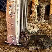 Sweetpea joined the competition — help win amazing prizes! cat, tabby_cat, space_heater, carpet, scratching_post, cat_bed, indoor, pet, feline, cozy, brown_carpet, white_heater, fur, resting, warm, home_interior, comfort, relaxation, animal, domestic