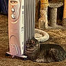 cat, tabby_cat, space_heater, carpet, scratching_post, cat_bed, indoor, pet, feline, cozy, brown_carpet, white_heater, fur, resting, warm, home_interior, comfort, relaxation, animal, domestic