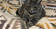 Sweetpea joined the competition — help win amazing prizes! cat, tabby_cat, pet, animal, feline, indoor, blanket, patterned_blanket, pillow, stuffed_animal, plush_toy, cozy, resting, relaxed, fur, whiskers, bed, comfort, domestic, home