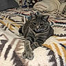 cat, tabby_cat, pet, animal, feline, indoor, blanket, patterned_blanket, pillow, stuffed_animal, plush_toy, cozy, resting, relaxed, fur, whiskers, bed, comfort, domestic, home