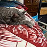Sweetpea is registered to the contest to win money with this photo: cat, sleeping, gray_cat, blanket, bed, pillow, furniture, drawer, indoor, cozy, resting, pet, animal, home, comfortable, soft, peaceful, fur, relaxation, domestic