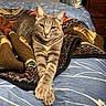 Sweetpea is registered to the contest to win money with this photo: cat, gray_tabby, pet, animal, feline, bed, blanket, blue_bedspread, paws, crossed_paws, indoor, relaxed, resting, fur, whiskers, ears, eyes, furniture, home, cozy