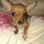 Chica is registered to the contest to win money with this photo: dog, chihuahua, small_dog, pet, animal, cute, ears, eyes, nose, paw, bed, blanket, pillow, floral_pattern, indoor, cozy, resting, fur, canine, portrait