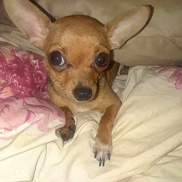 Chica is registered to the contest to win money with this photo: dog, chihuahua, small_dog, pet, animal, cute, ears, eyes, nose, paw, bed, blanket, pillow, floral_pattern, indoor, cozy, resting, fur, canine, portrait