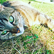 Daisy participe au concours pour gagner de l'argent avec cette photo : cat, cat_like_mammal, domestic_short_haired_cat, dragon_li, european_shorthair, eye, fauna, fur, grass, grass_family, green, small_to_medium_sized_cats, snout, tabby_cat, whiskers, wildlife