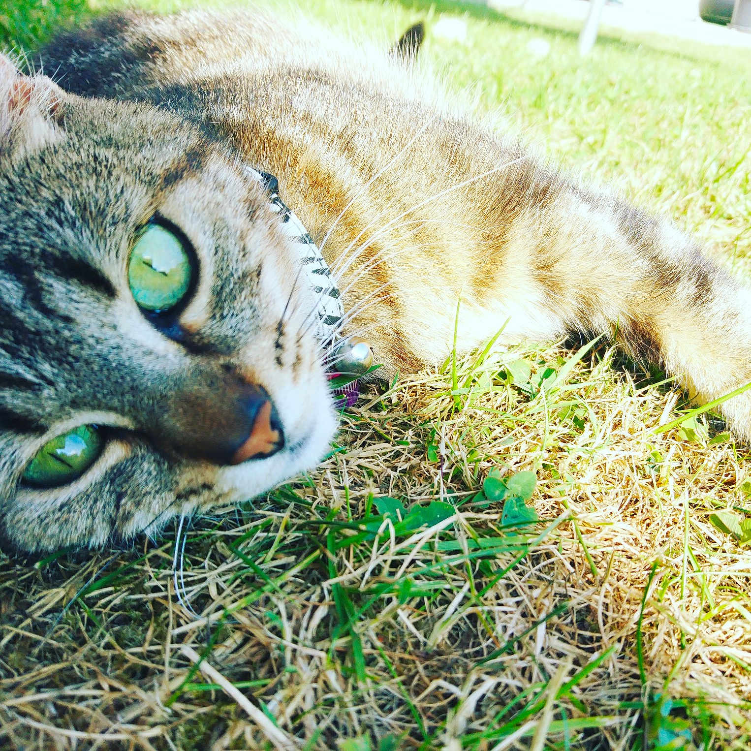Daisy